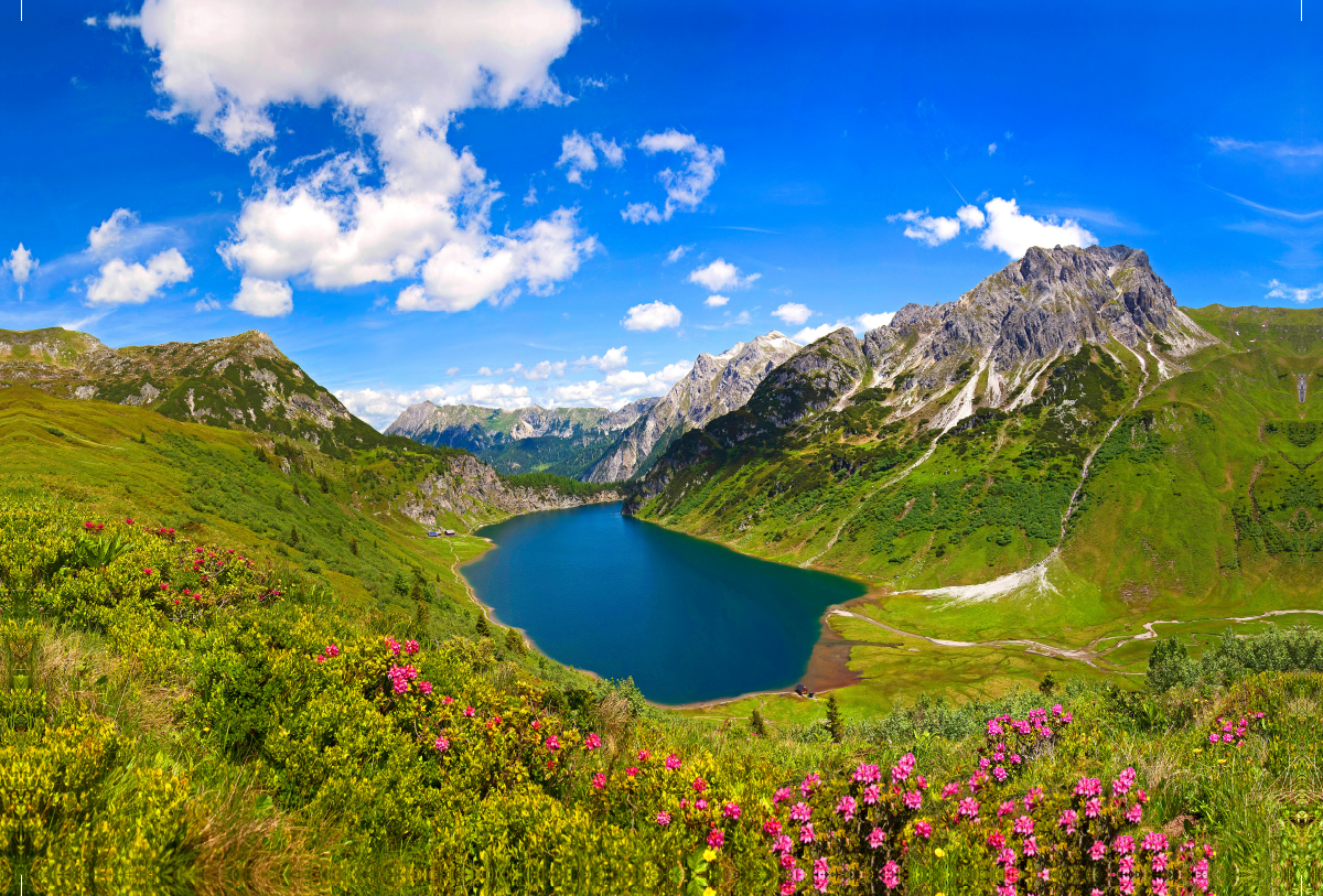 Almrauschblüte oberhalb der Tappenkarseehütte