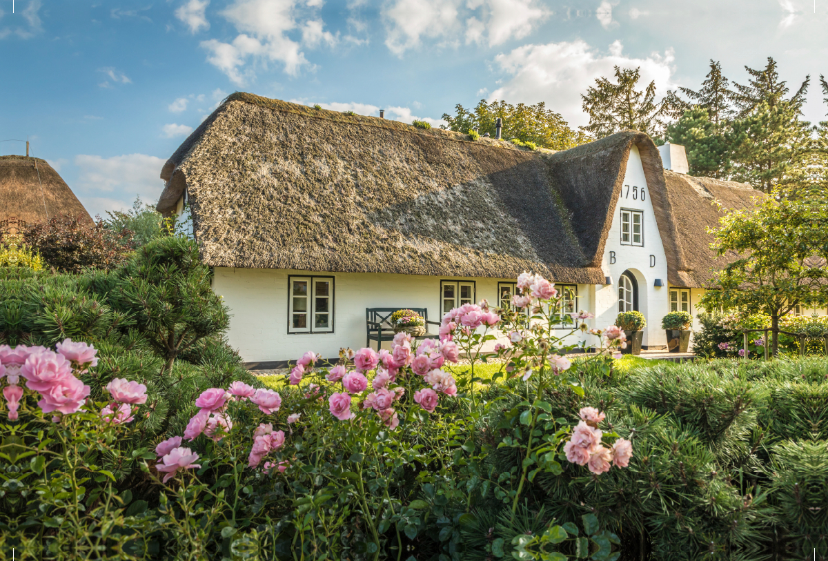 Rosenpracht mit Friesenhaus