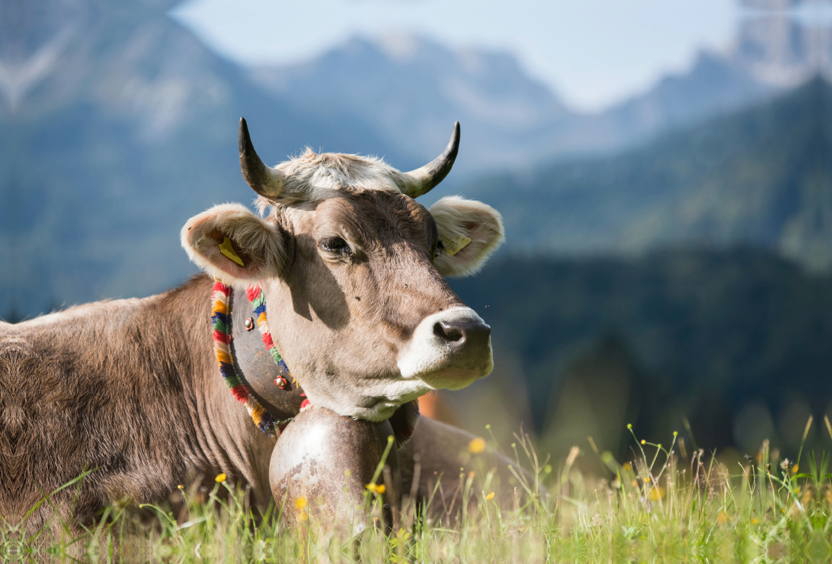 Rind bei Oberstdorf