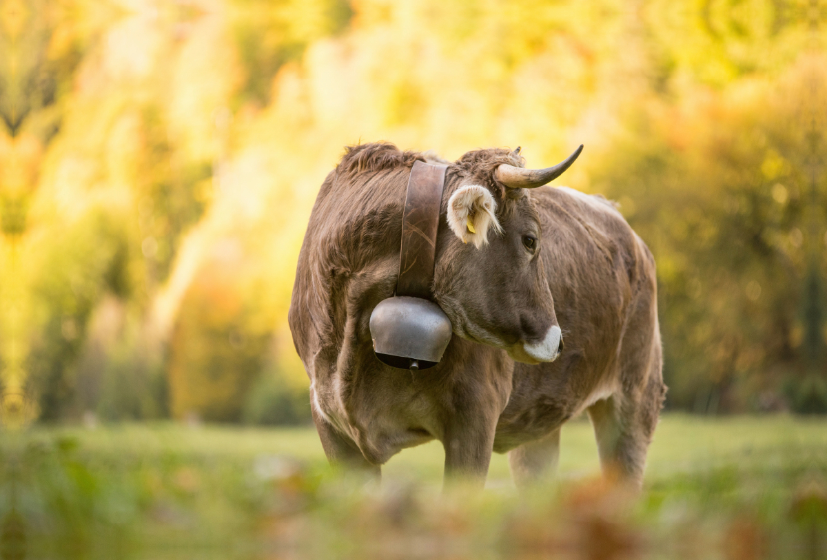 Braunvieh im Herbstlicht