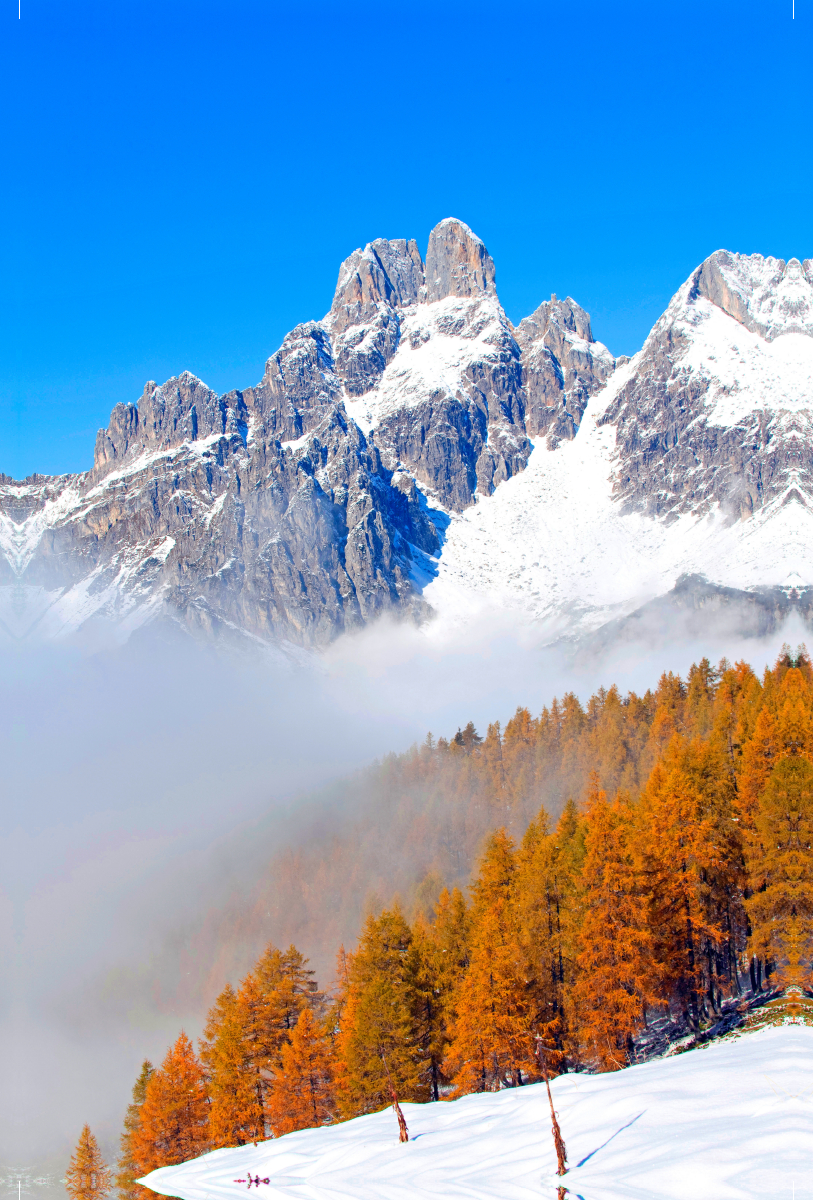 Goldene Lärchenbäume auf der Sulzenalm