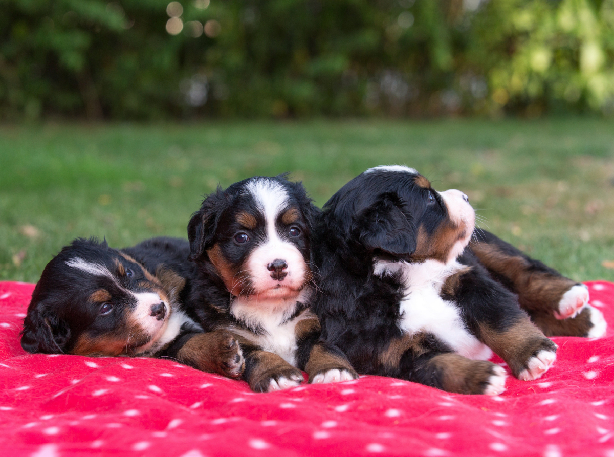 Niedliche Berner Sennenhund Welpen