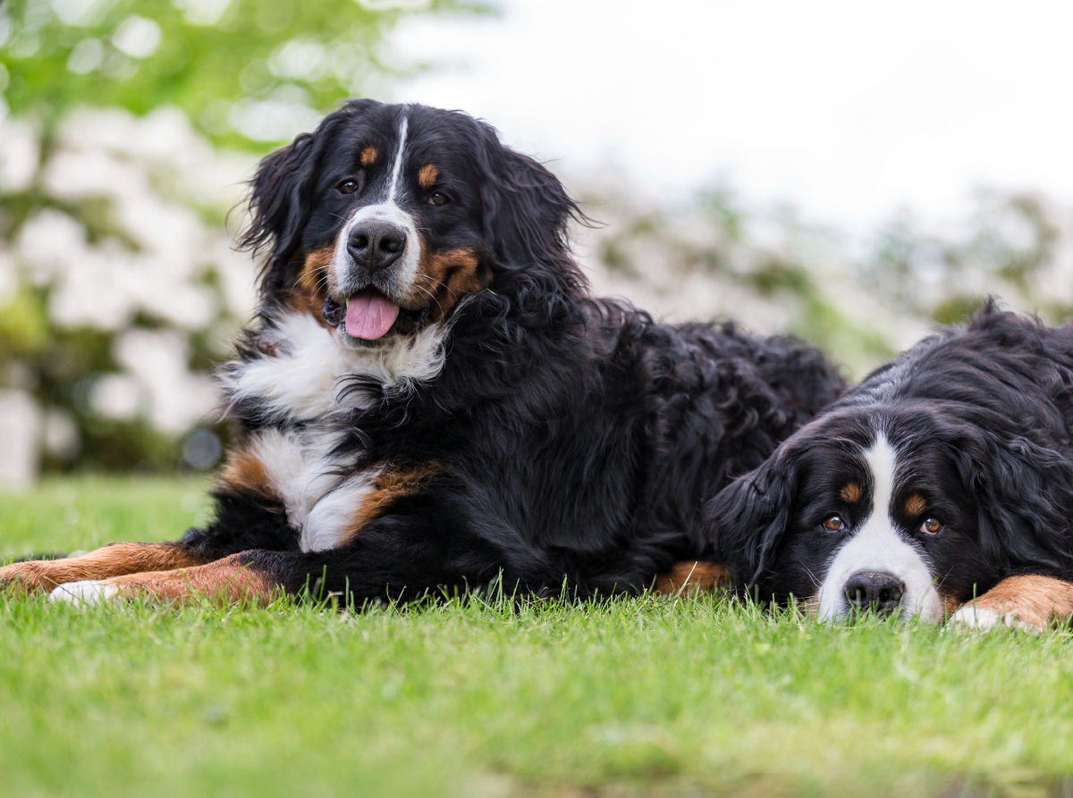 Berner Sennenhunde im Frühling