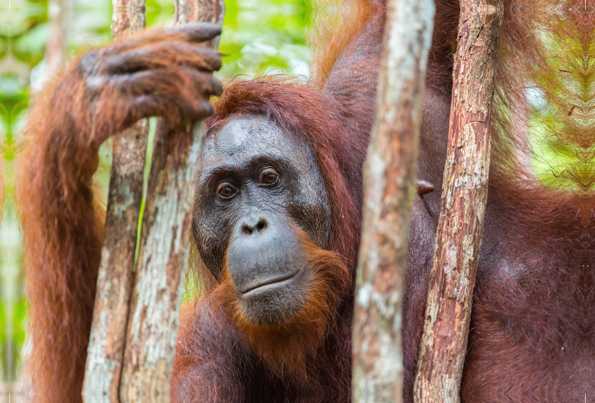 Orang Utan in Kalimantan - Borneo