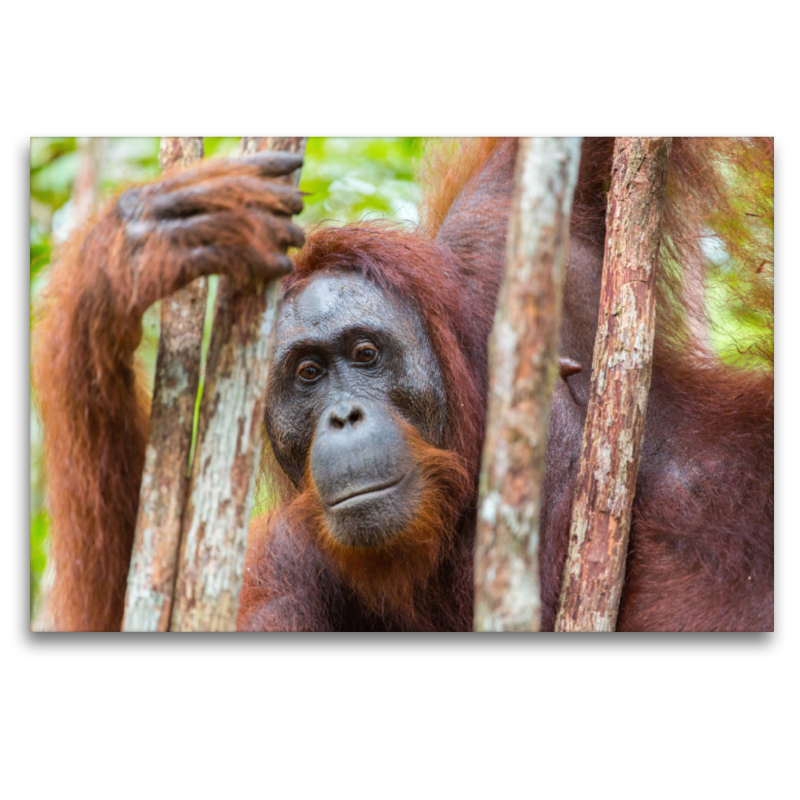 Orang Utan in Kalimantan - Borneo