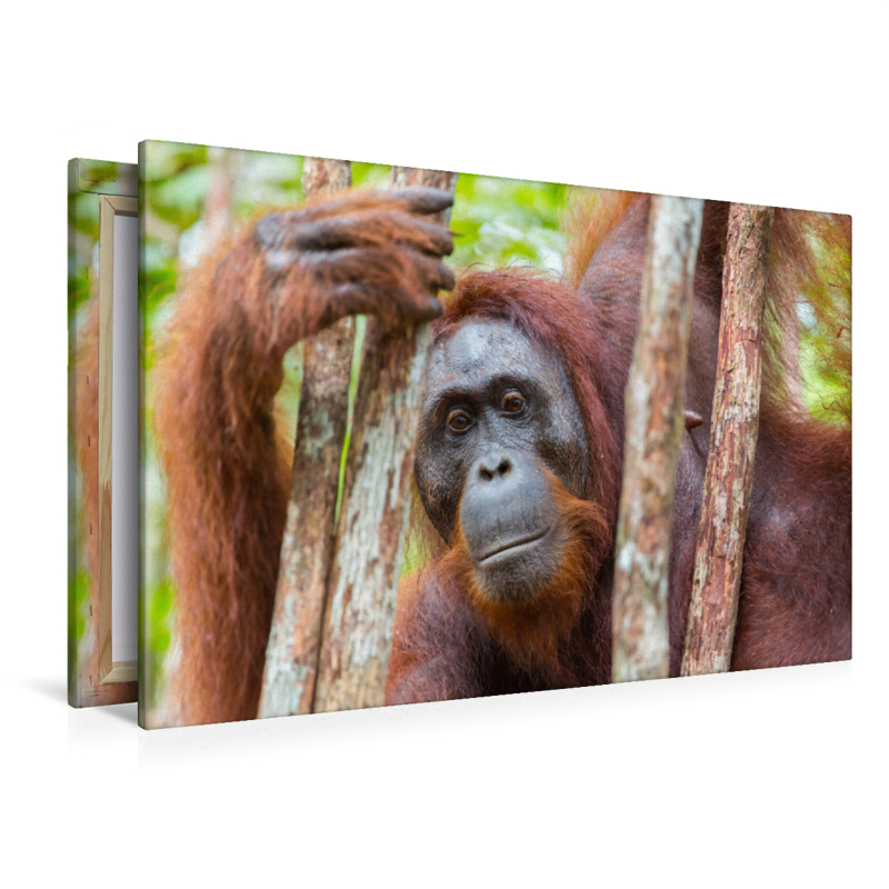 Orang Utan in Kalimantan - Borneo