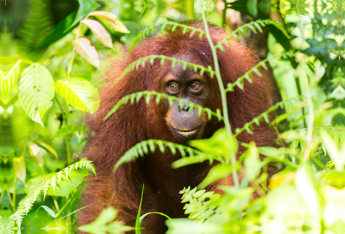 Orang Utan in den Wäldern Sumatras