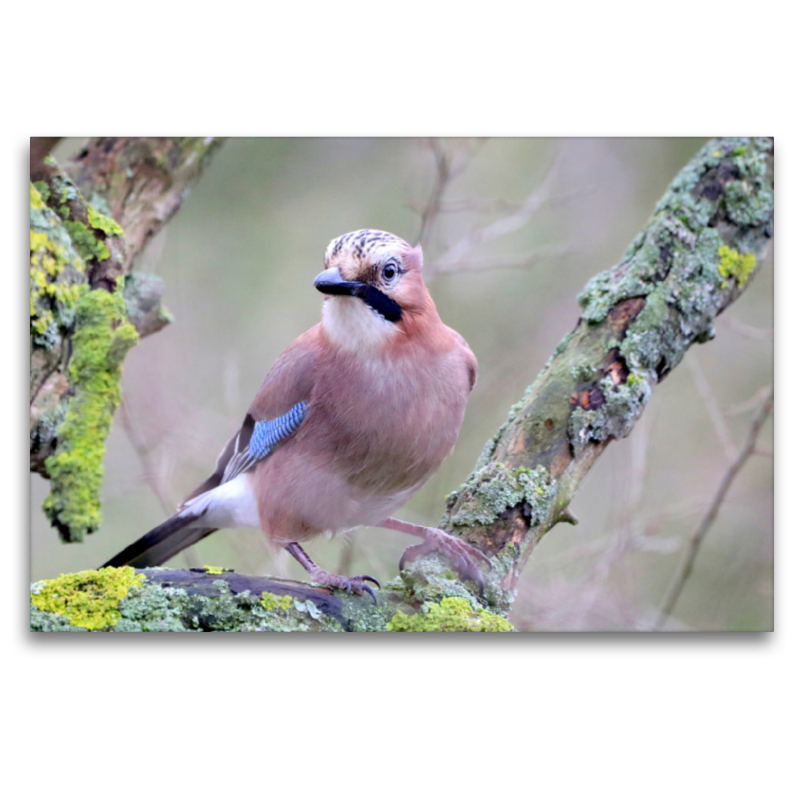 Vögel aus Wald und Garten - Der Eichelhäher