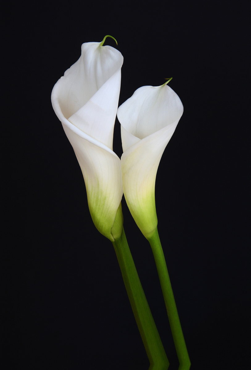 Zwei weiße Callas vor schwarzem Hintergrund