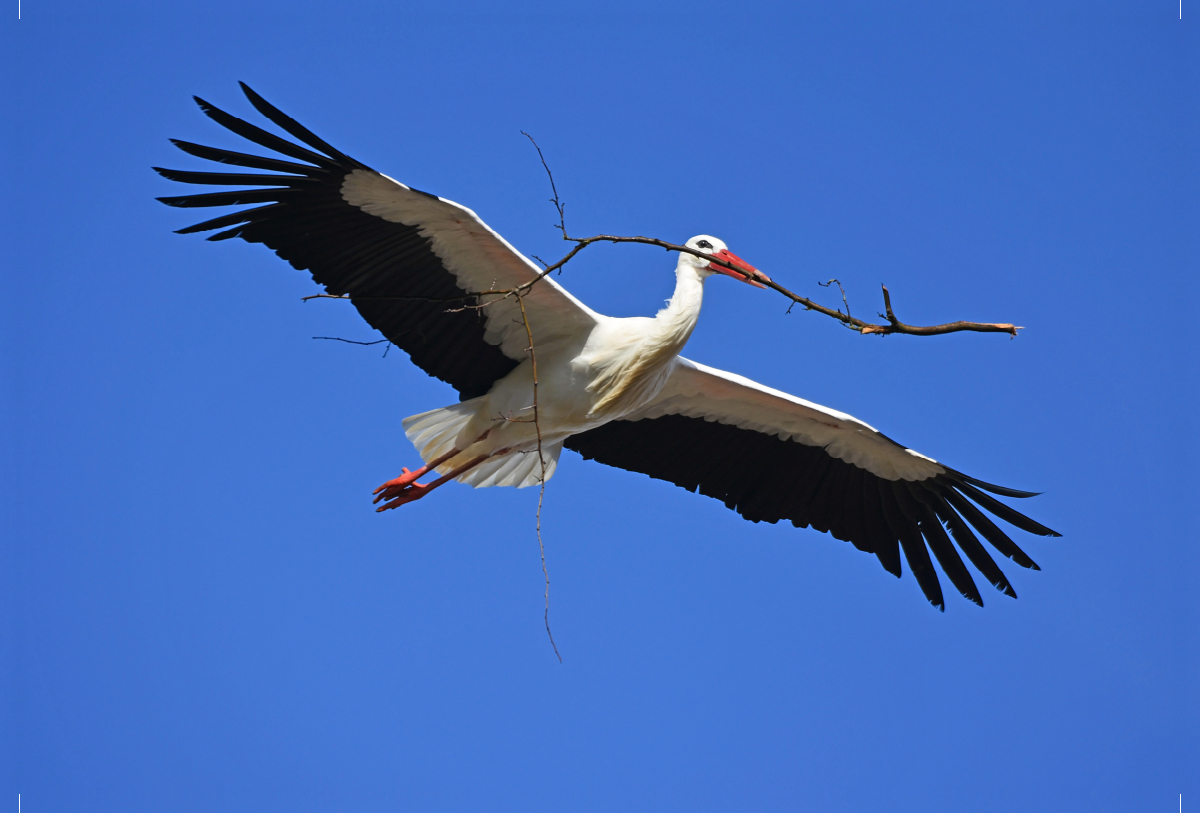 Storch mit Nistmaterial