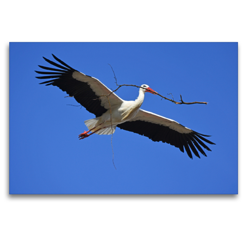 Storch mit Nistmaterial