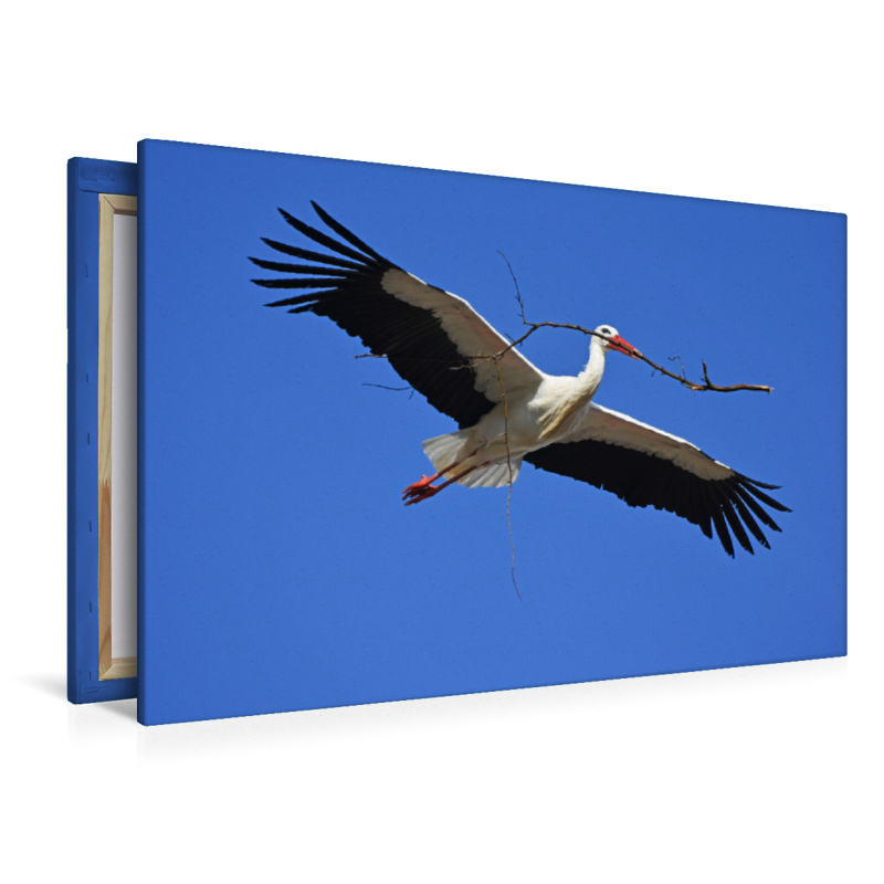 Storch mit Nistmaterial