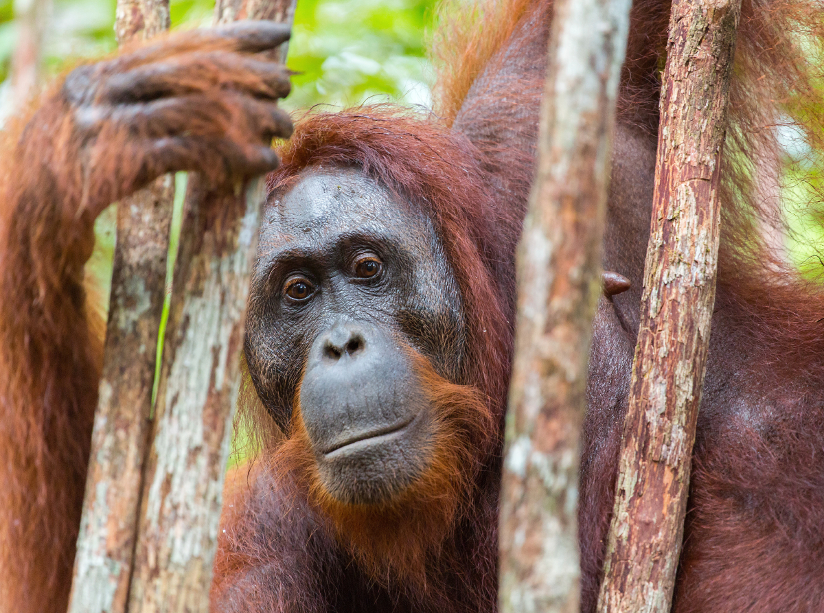 Orang Utan in Kalimantan - Borneo