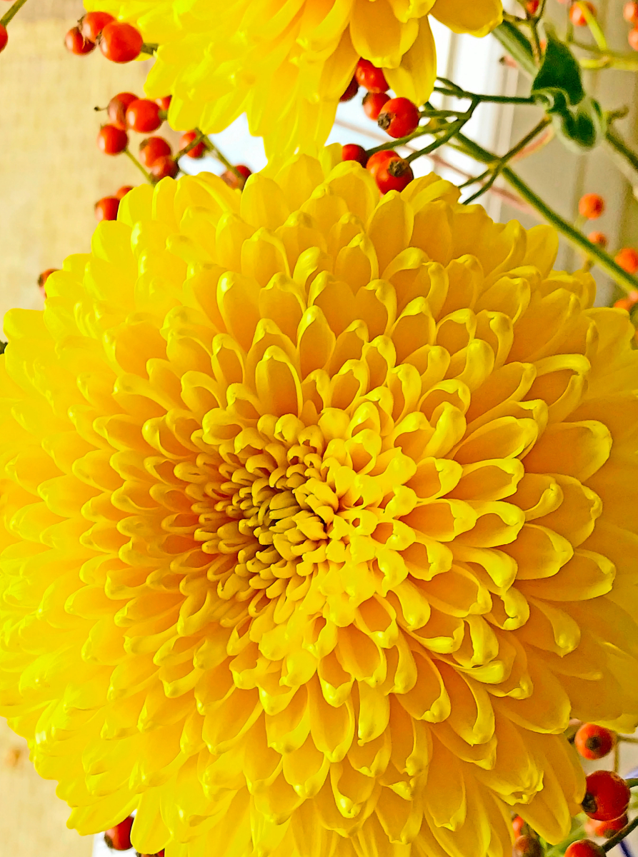 Gelbe Chrysanthemen