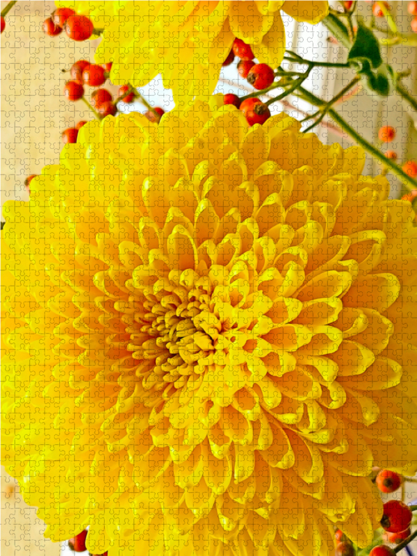 Gelbe Chrysanthemen