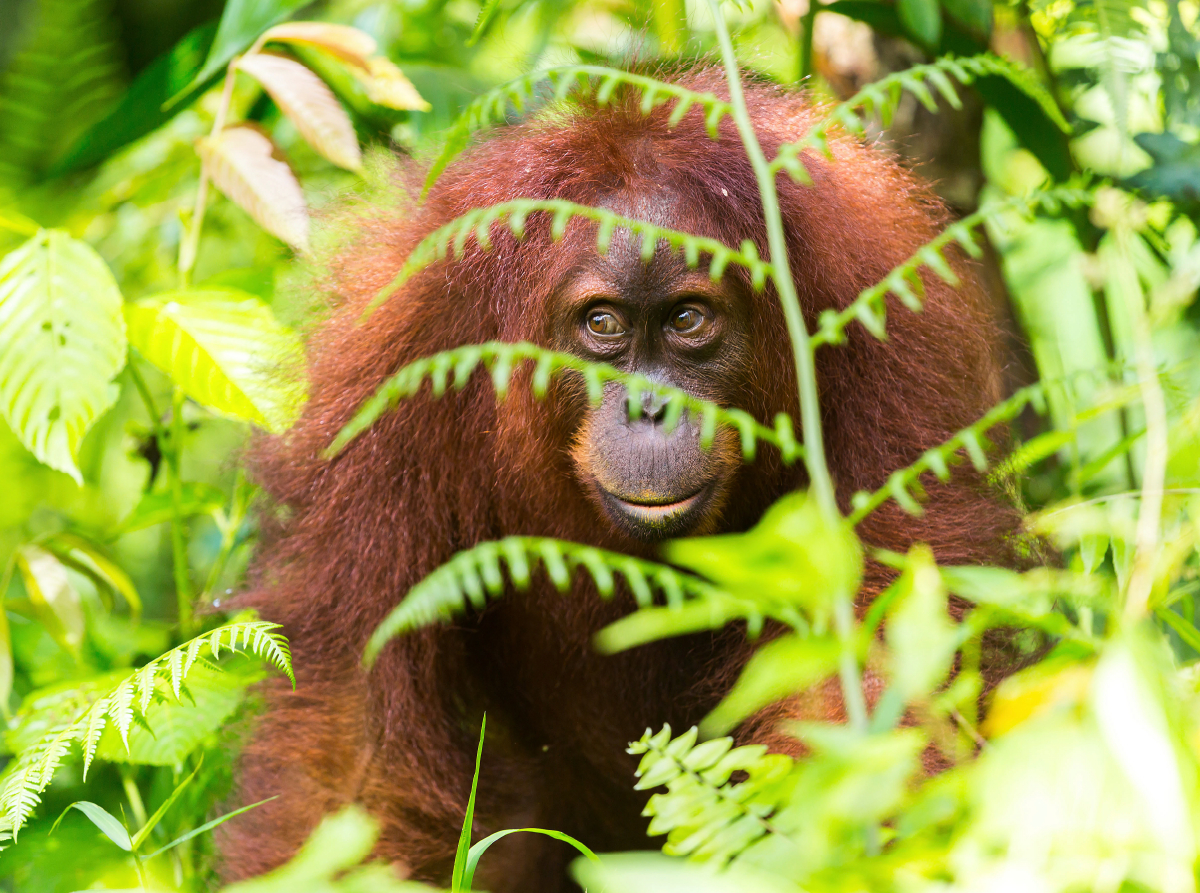 Orang Utan in den Wäldern Sumatras