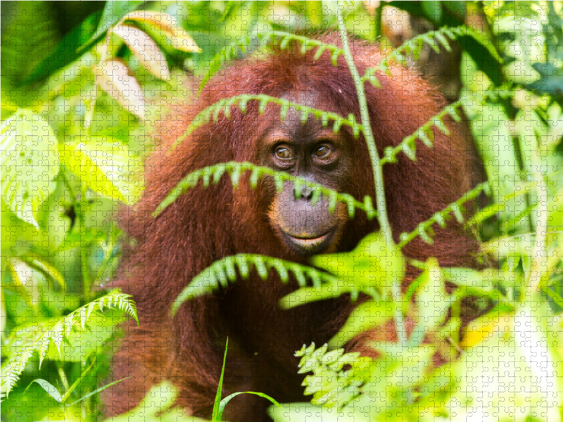 Orang Utan in den Wäldern Sumatras