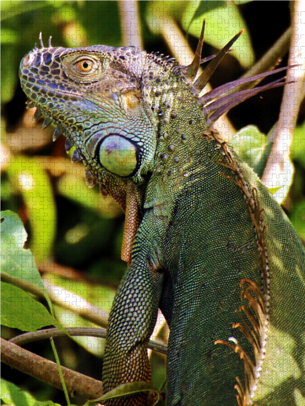 Grüner Leguan im Tortuguero National Park