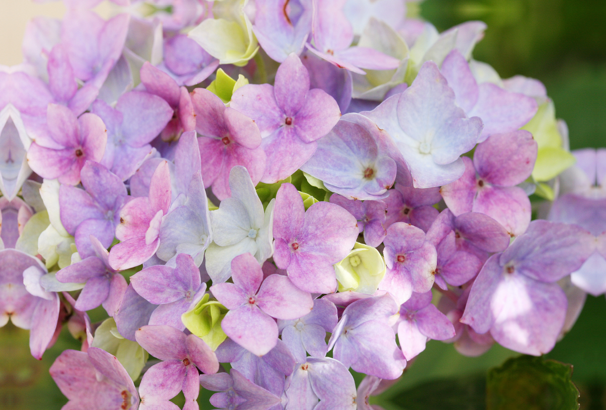 Bauernhortensie in zarten Farben