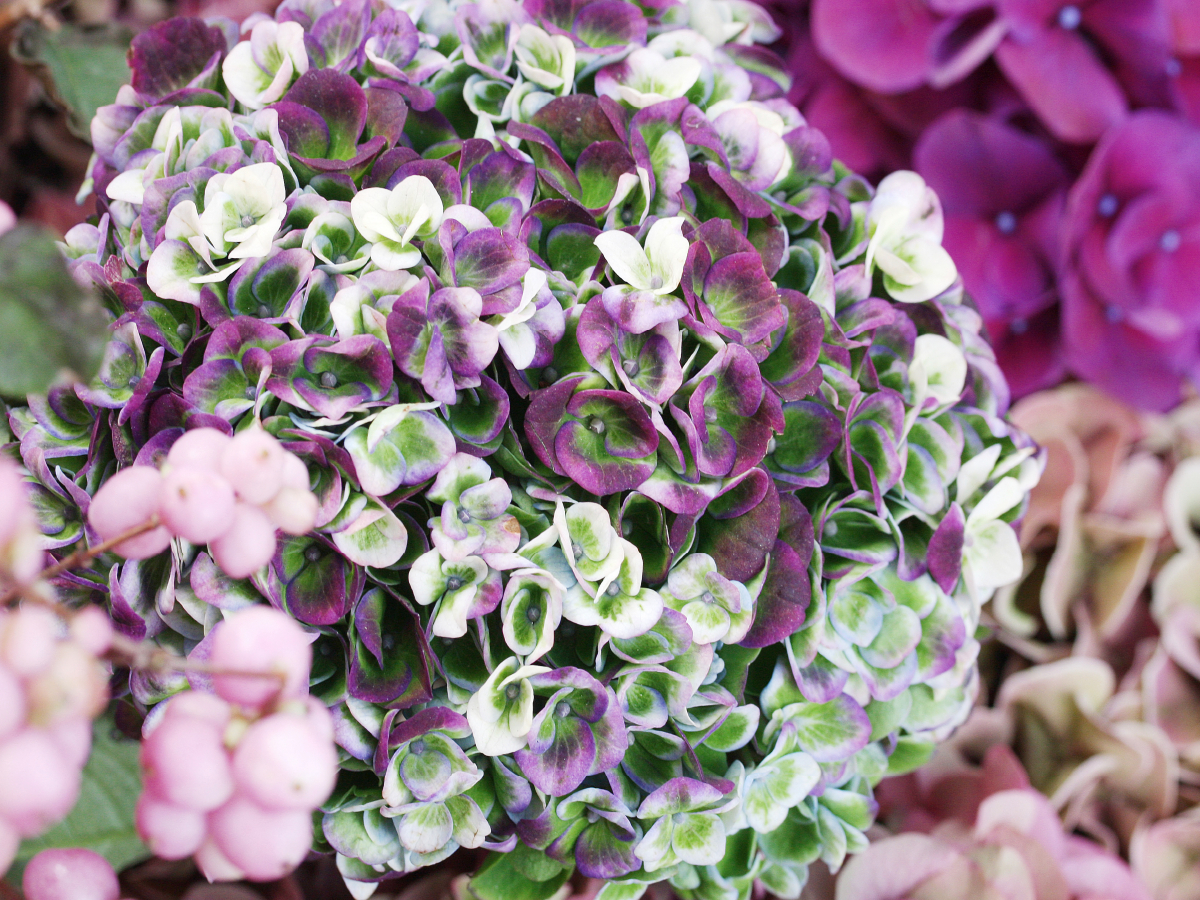 Hortensie 'Magical Revolution'