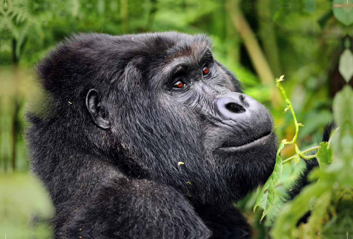 Berggorilla in Uganda