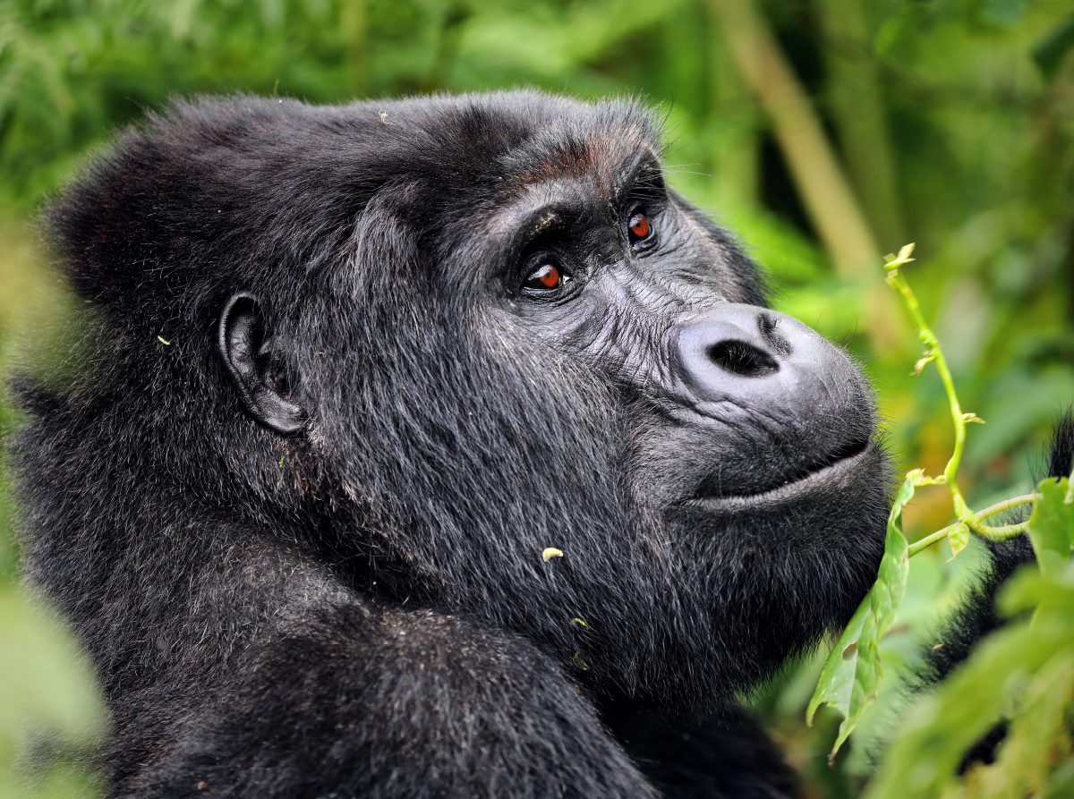 Berggorilla in Uganda