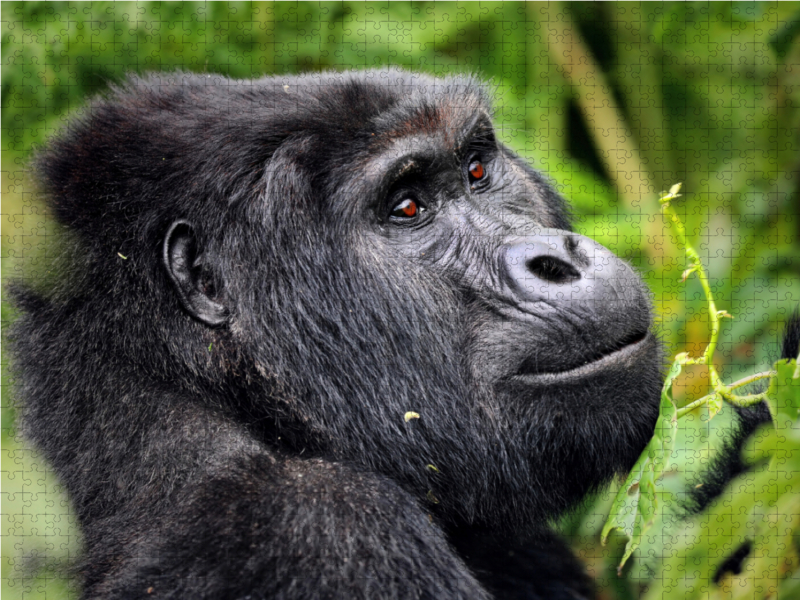 Berggorilla in Uganda