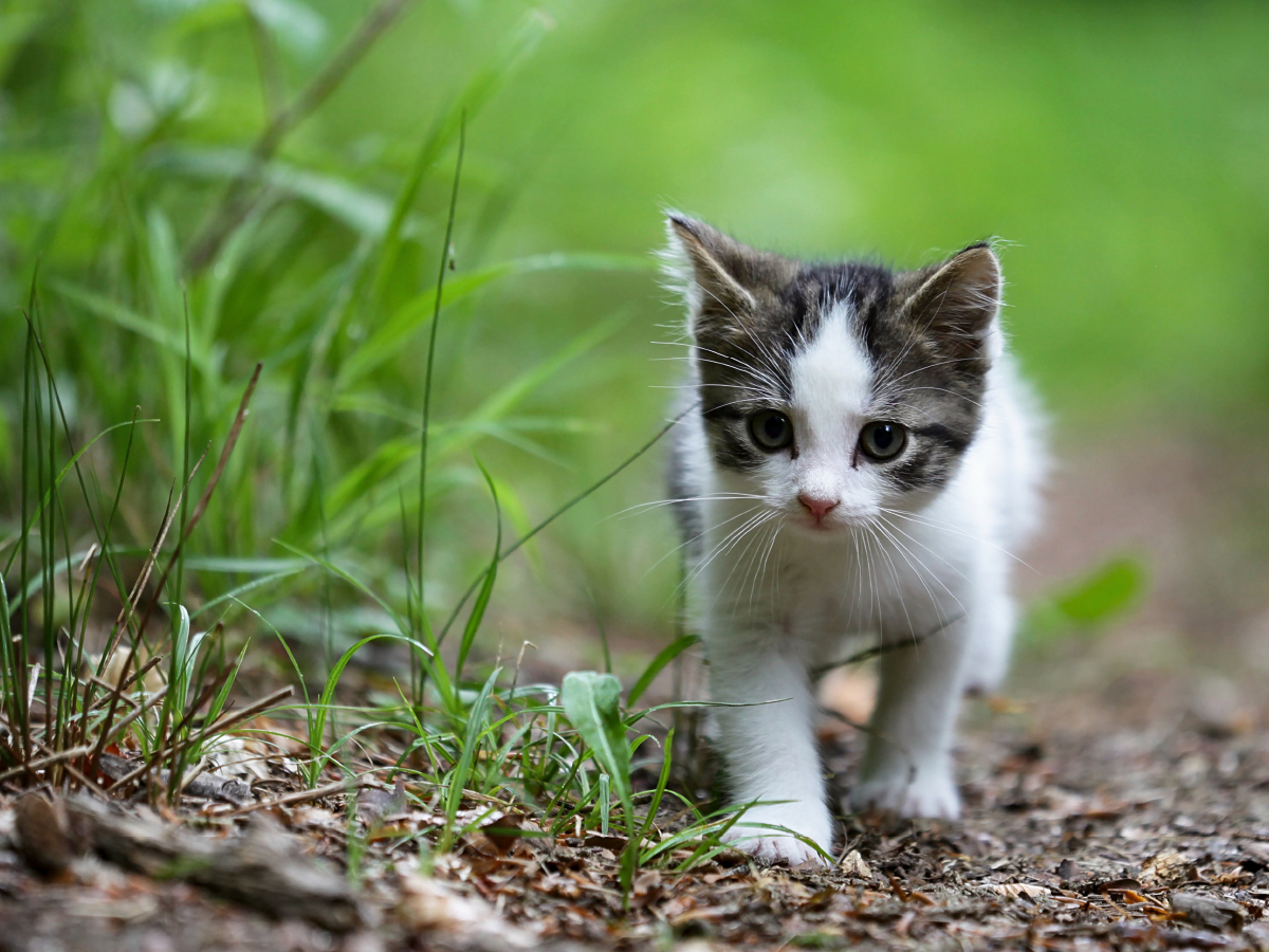 Ein Motiv aus dem Kalender Junge Katzen im Wald