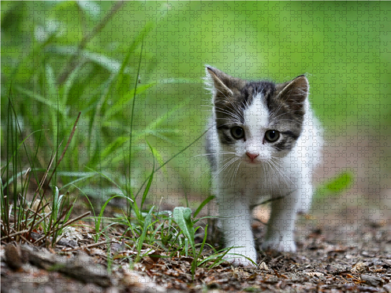 Ein Motiv aus dem Kalender Junge Katzen im Wald