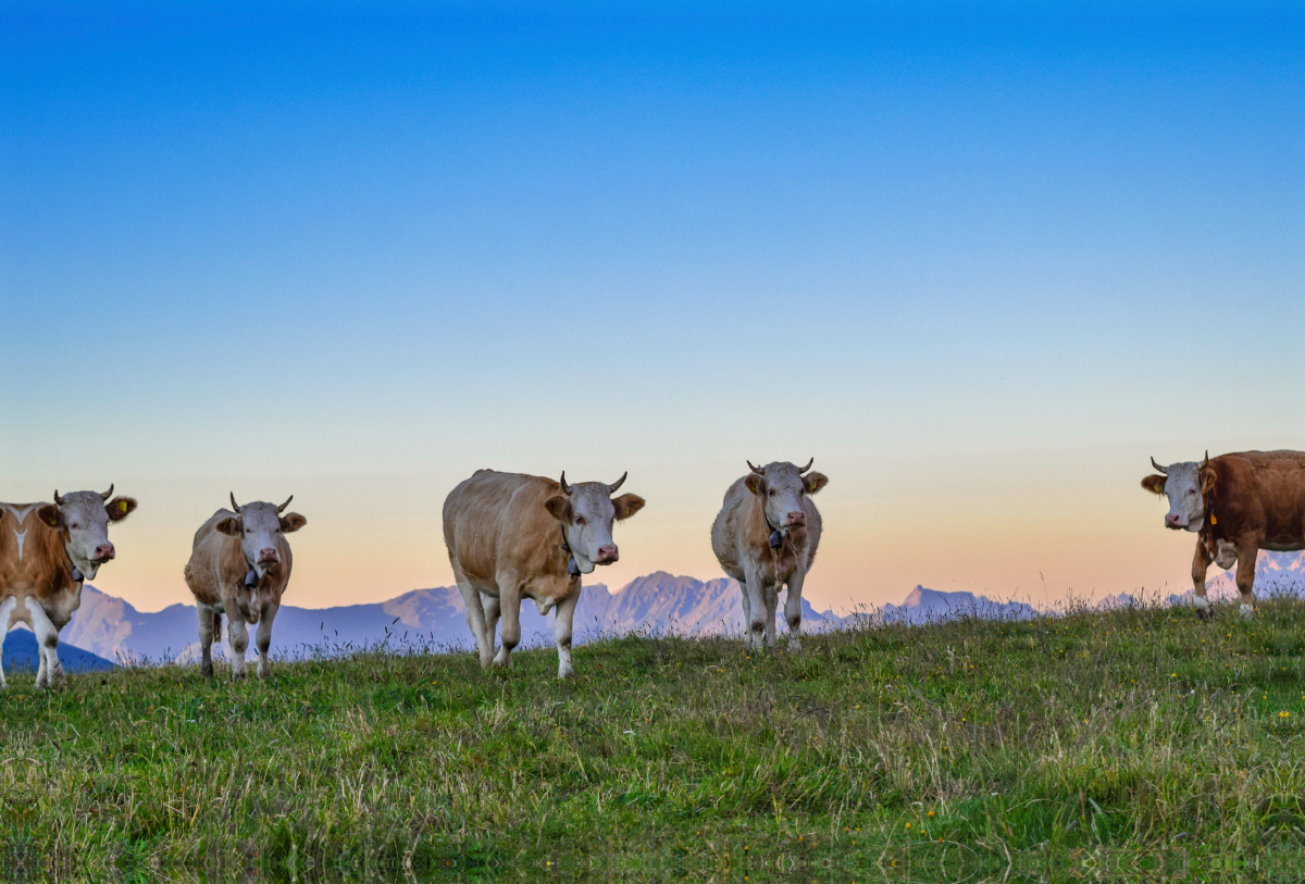 Simmentaler Kühe im Abendrot