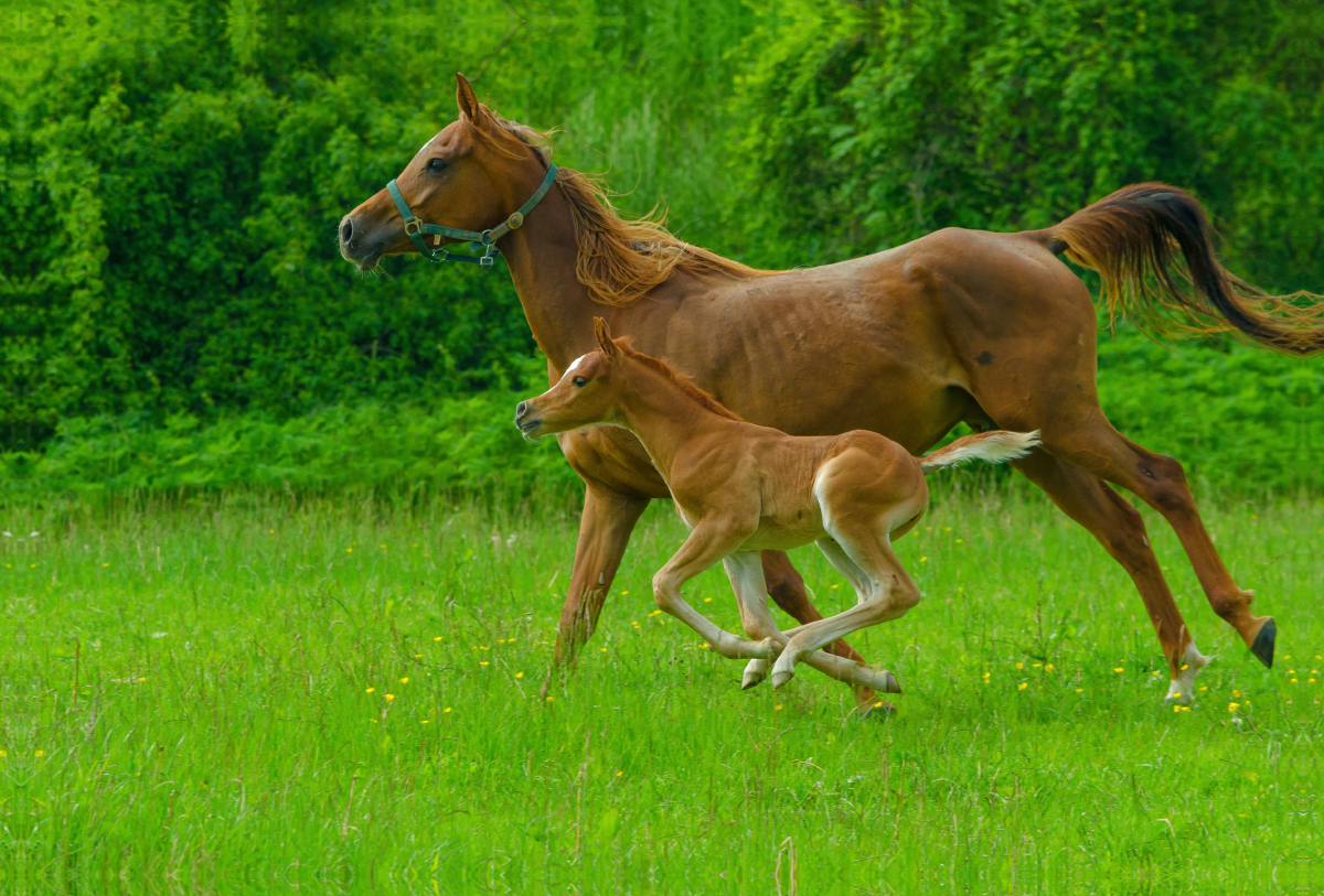 Gestreckter Galopp, Arabisches Vollblut