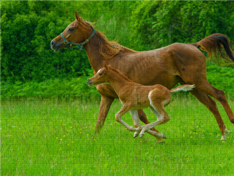 Gestreckter Galopp, Arabisches Vollblut