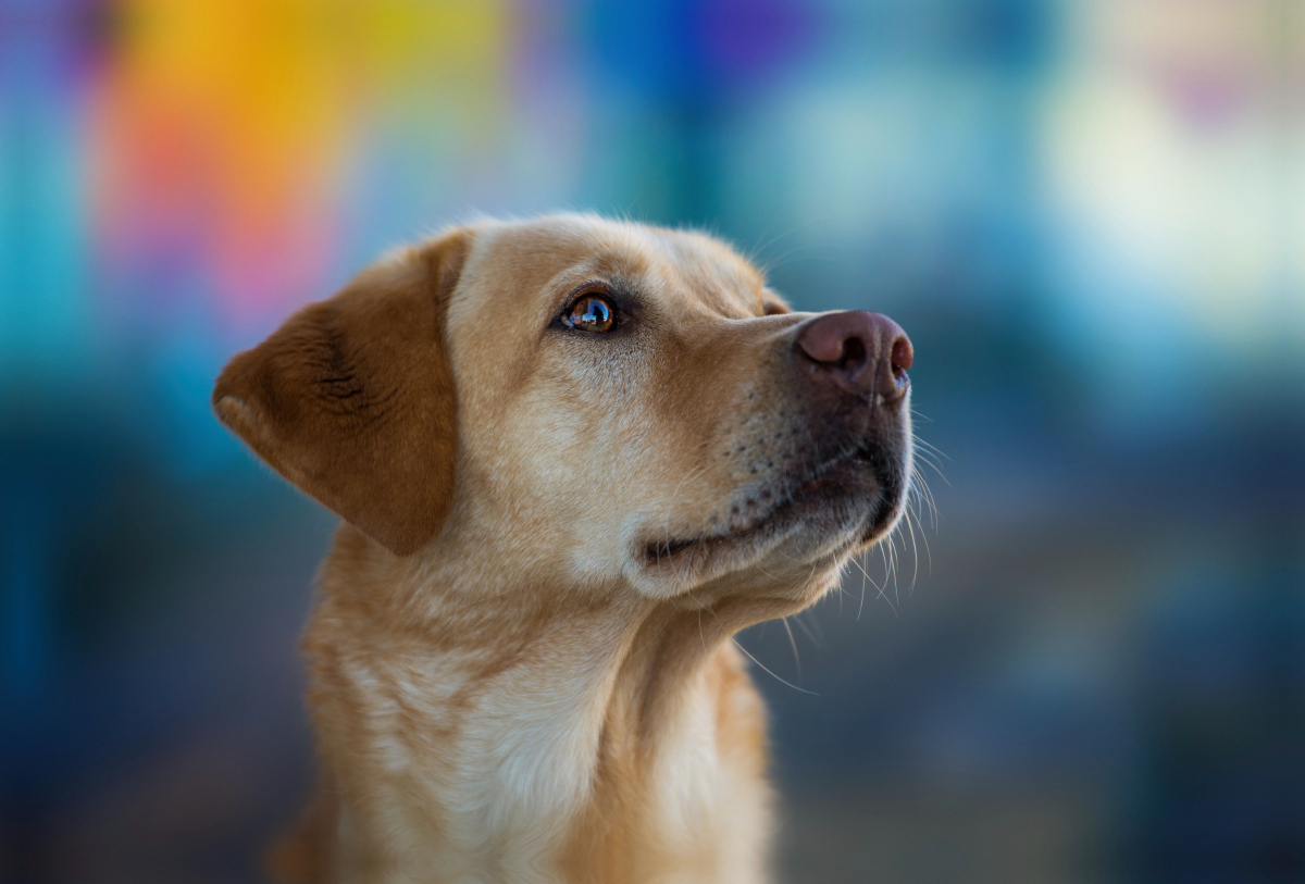 Labrador Retriever