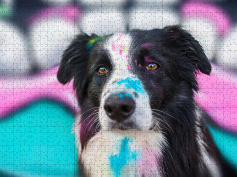 Border Collie