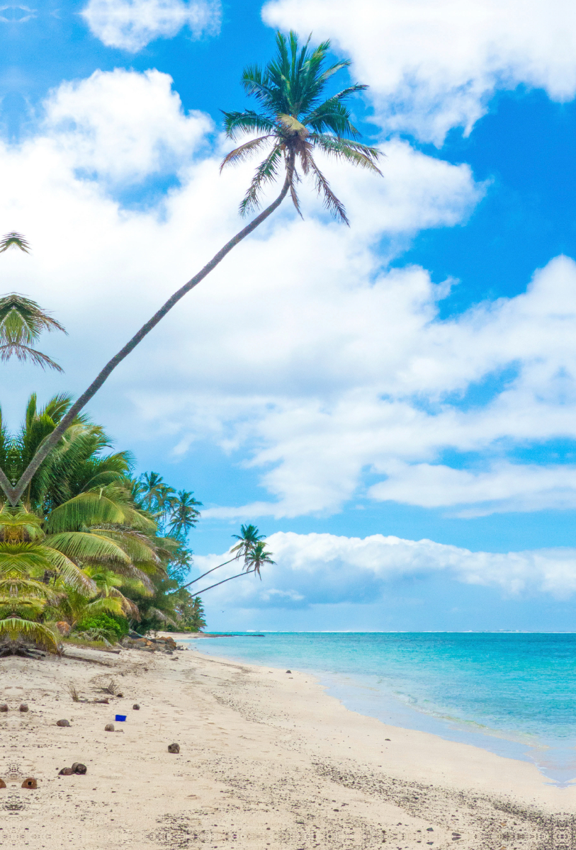 Palmenstrand auf Rarotonga Cook Islands