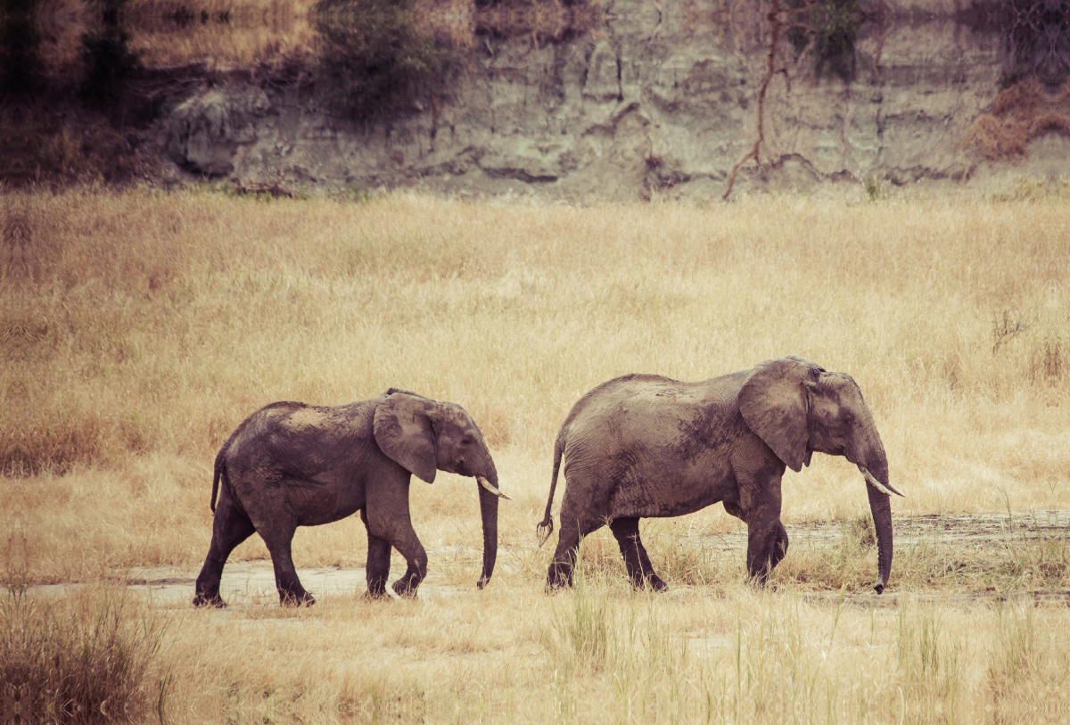 Elefanten der Serengeti