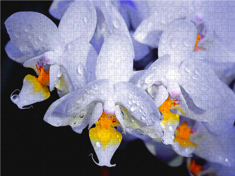 Orchidee