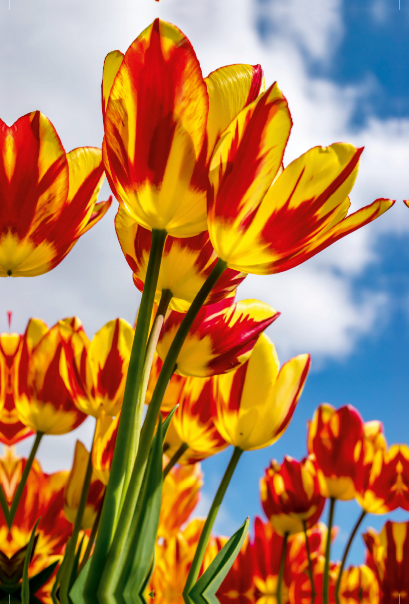 Ein Motiv aus dem Kalender Farbenreiches Tulpenparadies