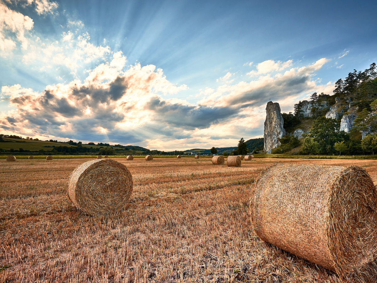 Nach der Ernte am Burgsteinfelsen