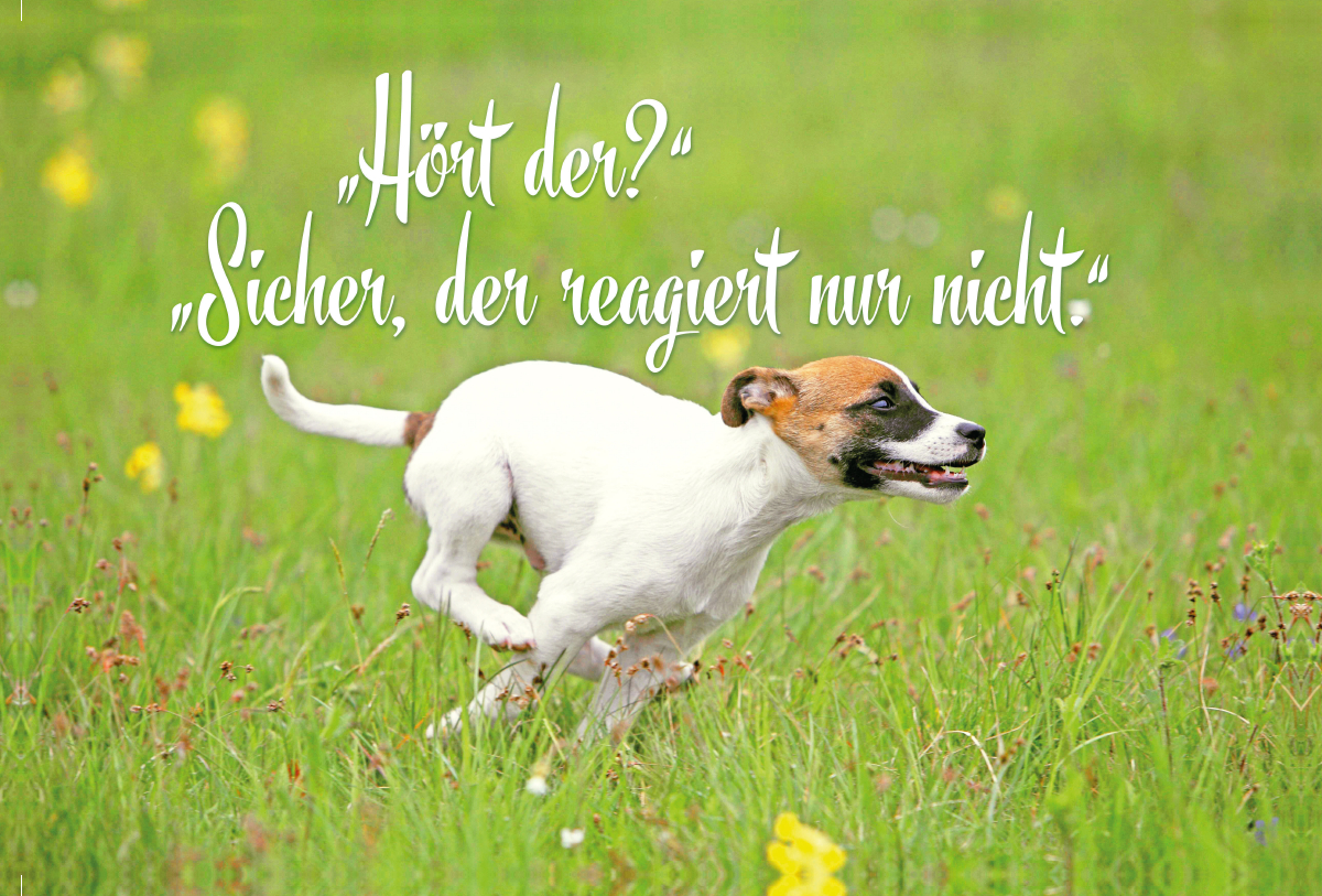 Jack Russell Terrier Welpe rennt über eine Wiese