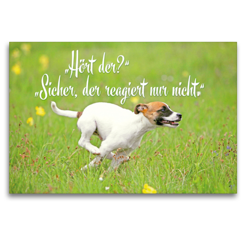 Jack Russell Terrier Welpe rennt über eine Wiese