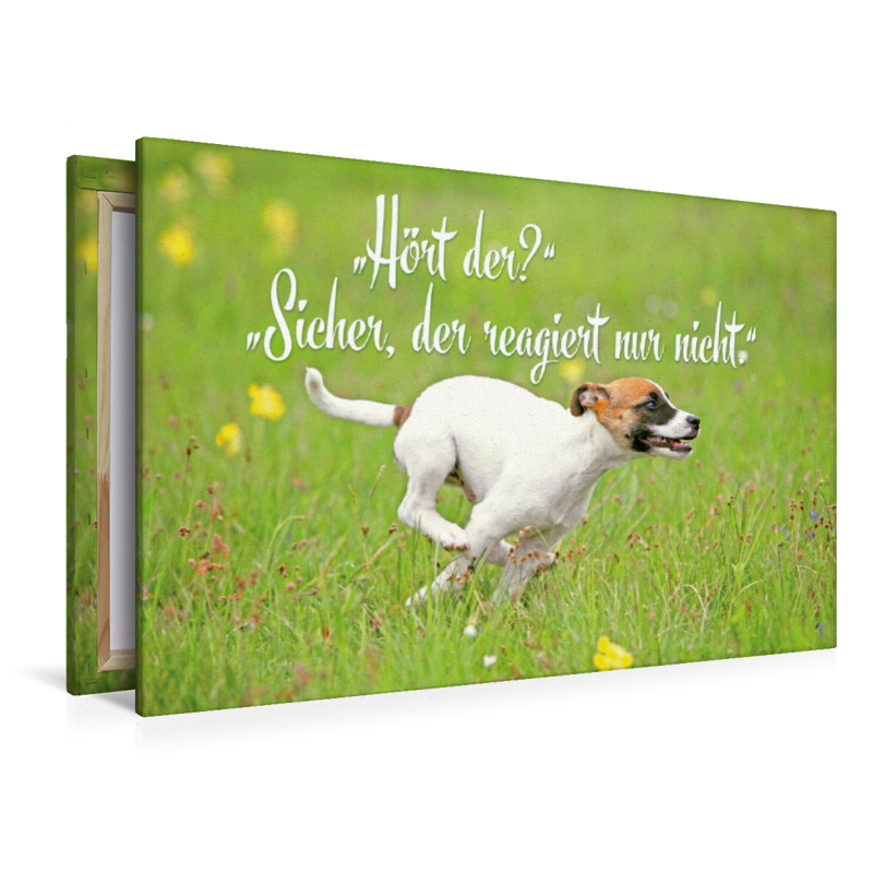 Jack Russell Terrier Welpe rennt über eine Wiese