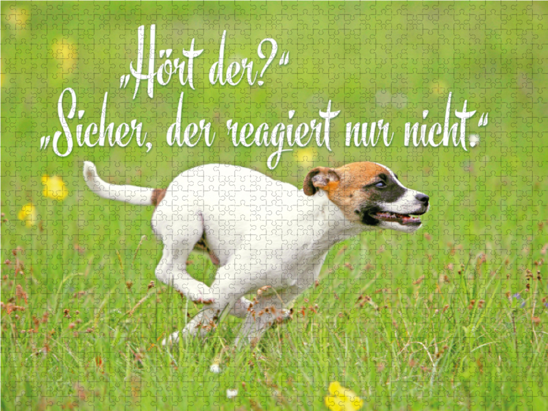 Jack Russell Terrier Welpe rennt über eine Wiese