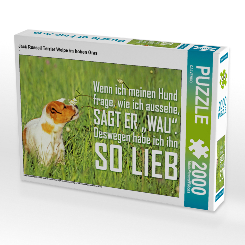 Jack Russell Terrier Welpe im hohen Gras