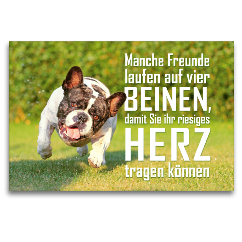 Französische Bulldogge rennt japsend über einen Rasen