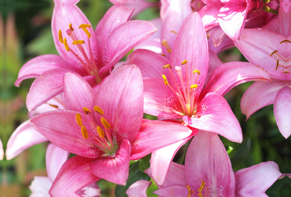 Lilien in Pink