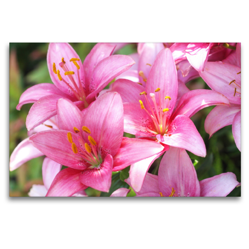 Lilien in Pink