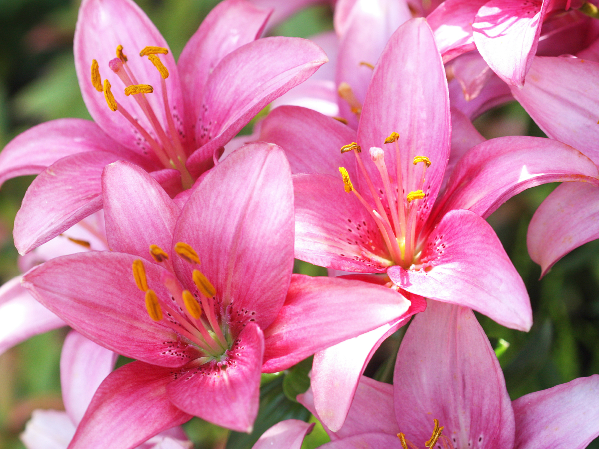 Lilien in Pink