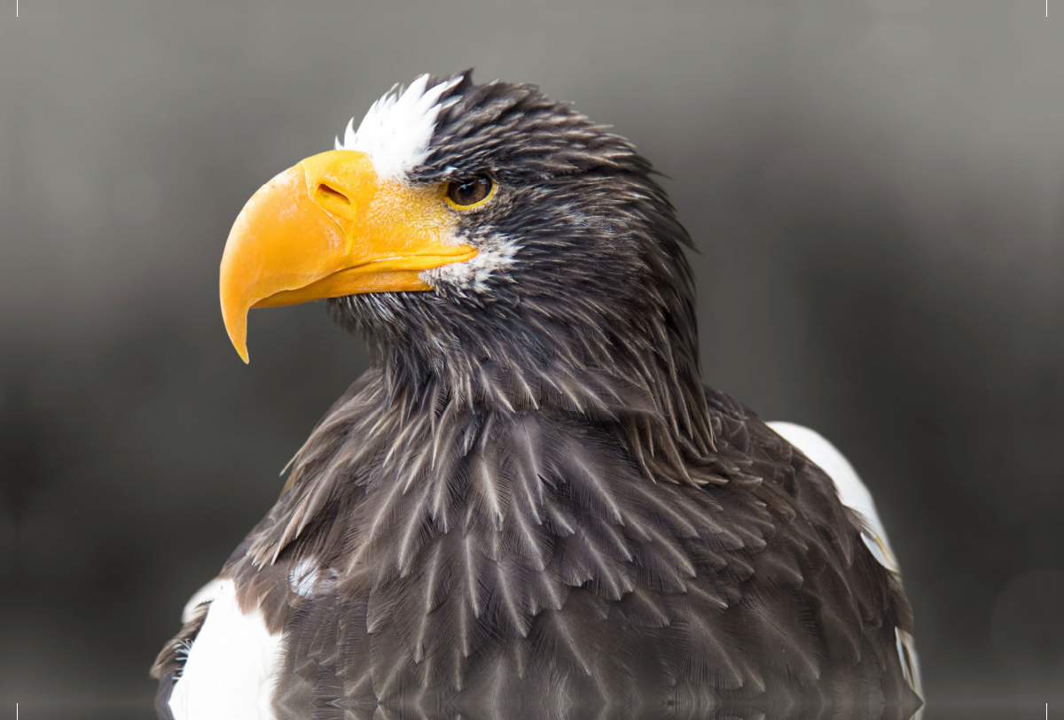 Riesenseeadler