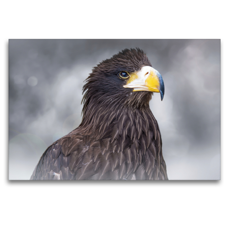 Seeadler